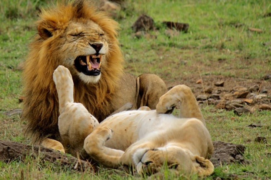 Leeuw in de Serengeti