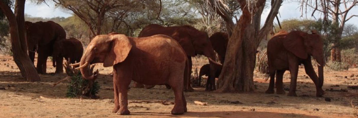 Elephants under trees on the East African savannah