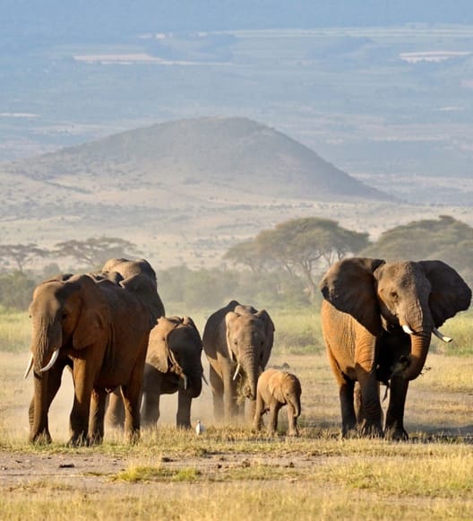 Elephants with Kilimanjaro in the background