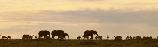 Elephants at sunset